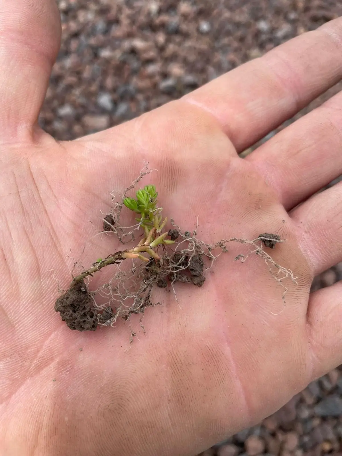 JDC Lava-Substrate - detail wortels sedum met substraat in hand