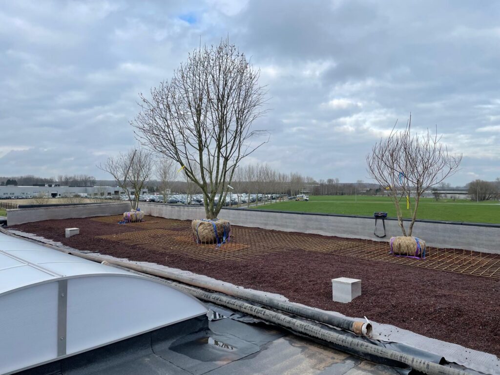 JDC Lavasubstrate - Boom op dak - Intensief groendak